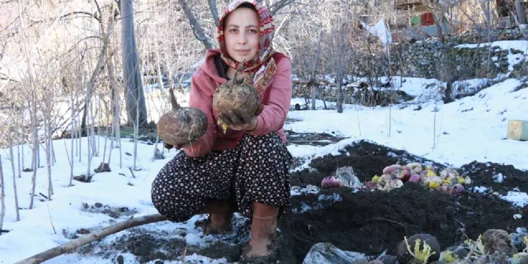 Önce hasat ediliyor sonra toprak altına gömülüyor! Asırlardır uygulanan yöntem: Bu sayede tazeliğini koruyor 2